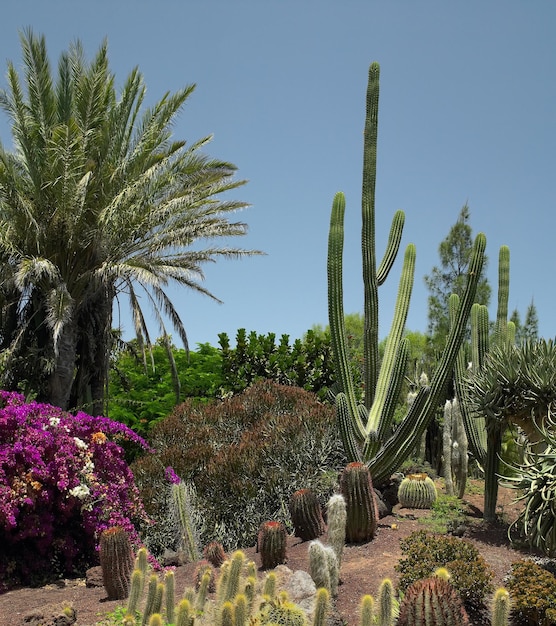 Jardín de cactus en la isla de Fuerteventura