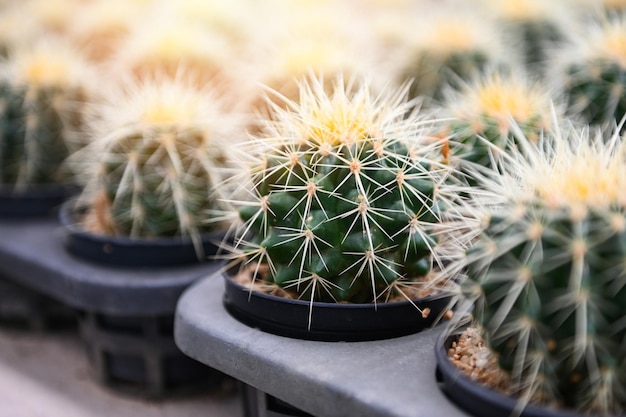 Jardín de cactus Maceta de cactus decorar en el jardín hermosa granja de cactus y jardín de plantas suculentas en invernadero