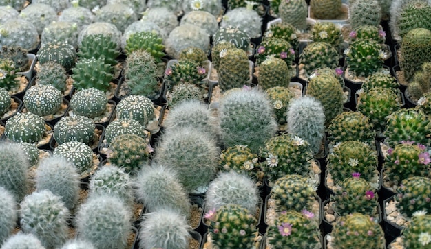 Jardín de cactus con maceta de plástico