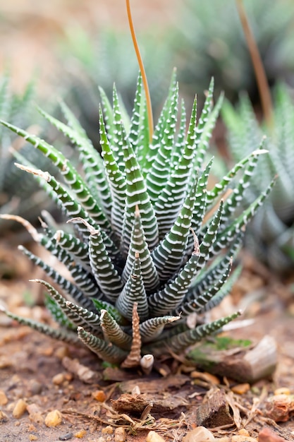 Jardín de cactus sobre suelo de arena.