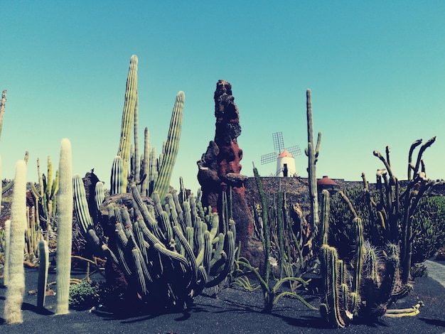 Foto jardín de cactus