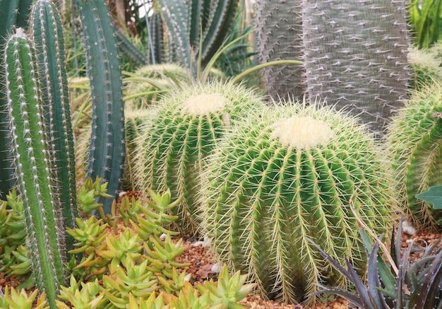 Jardin de cactus