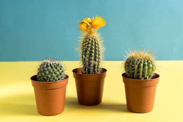 Jardín de la casa con cactus en macetas en amarillo y azul