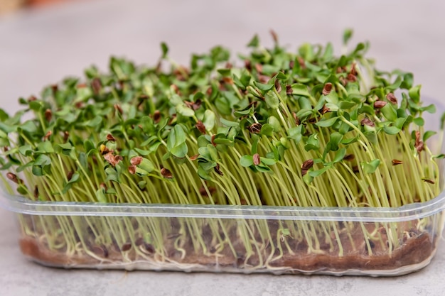 Jardín casero comida saludable Semillas de lino germinadas microgreens