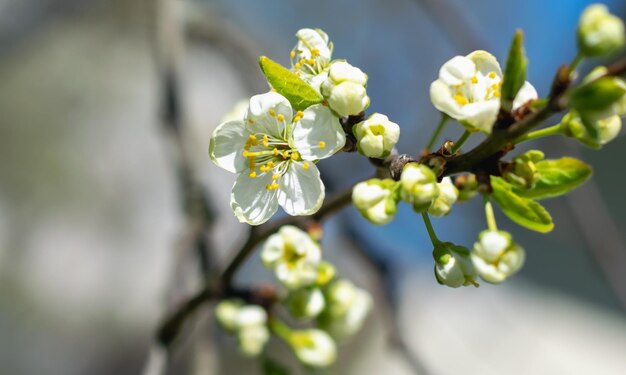 El jardín de los cerezos. Un cerezo que florece con flores blancas en primavera.