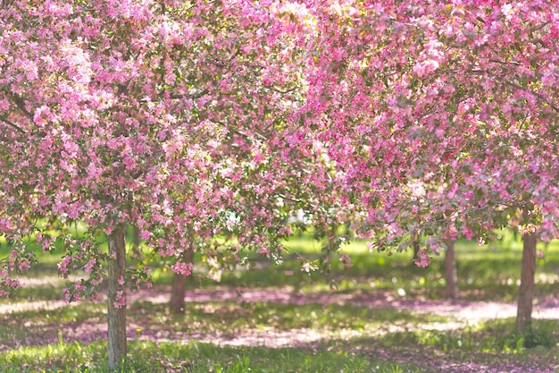 Jardín de cerezos en flor con un camino entre los árboles a la luz del sol