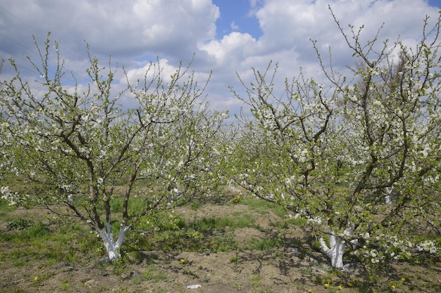 Jardín de ciruelos en flor Jardín de la granja en primavera