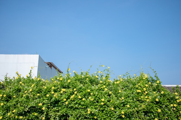 Jardín colgante verde fresco en casa de la cubierta con el cielo azul.