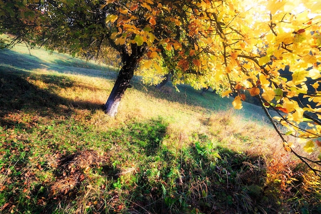 Foto jardín de colores de otoño