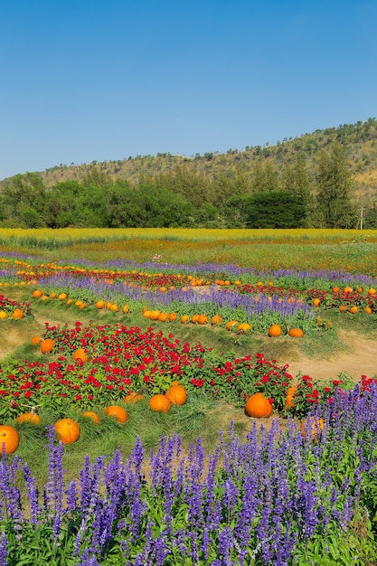 Jardín con coloridas flores, montañas y cielo.