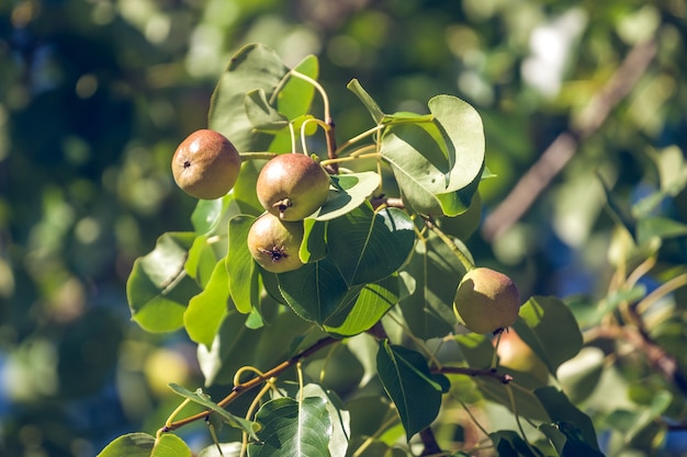 En el jardín crece un pequeño fruto verde de un peral.