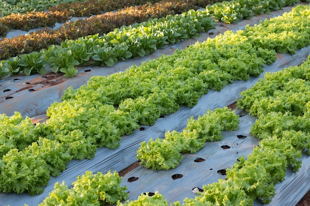 Jardín de cultivo de vegetales orgánicos