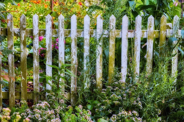 Jardín de finales de verano Una foto del jardín a finales de verano