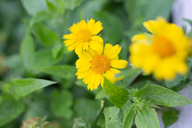 En el jardín, florecen las flores amarillas de la planta perenne Gaillardia aristata Maxima Aurea. Reproducción y cuidado. Enfoque selectivo.