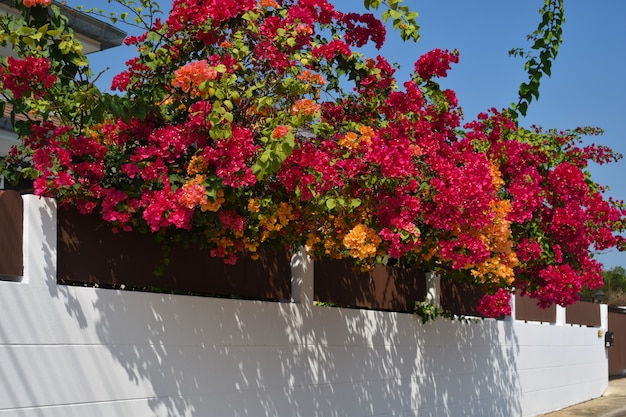 Jardín floreciente en la valla. Flores colgadas en la puerta.