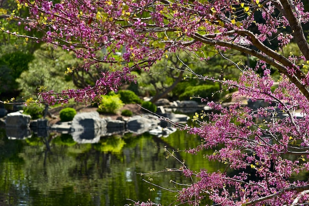 Foto jardín floreciente