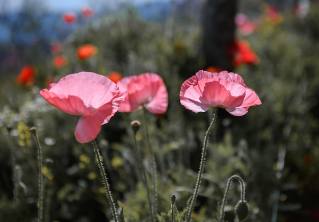 Jardín de flores de amapola rosa con iluminación solar.