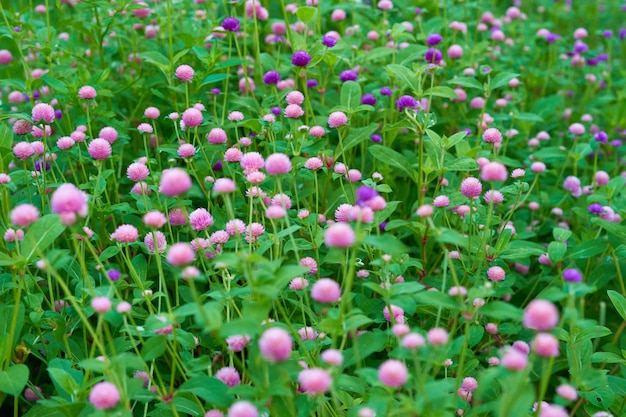 Jardín de flores de amaranto de globo en color rosa y púrpura, enfoque selectivo