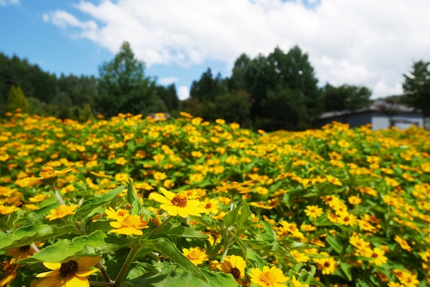 Foto jardín de flores amarillas bajo el cielo azul