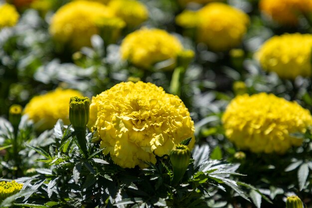 Jardín con flores amarillas enfoque selectivo