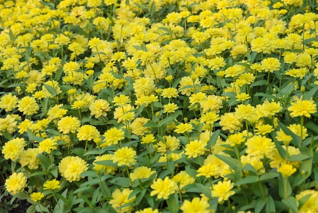 Jardín de flores amarillo Zinnia elegans