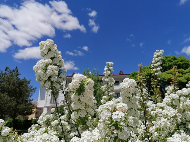 Foto un jardín con flores blancas y una casa al fondo.