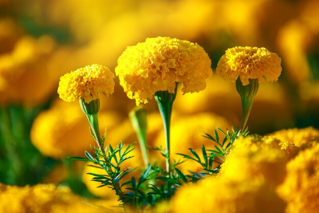 Jardín de flores de caléndula amarilla en puesta de sol