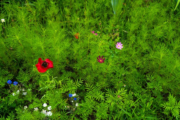 Jardín de flores. campo de diferentes colores