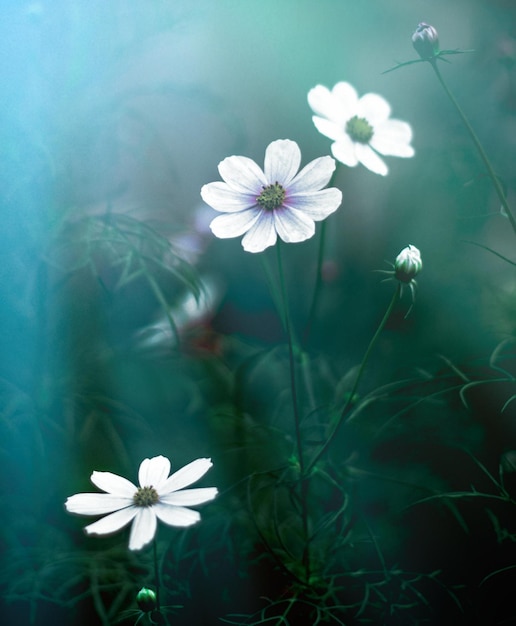 Jardín de flores en el concepto de naturaleza y jardín a la luz de la luna