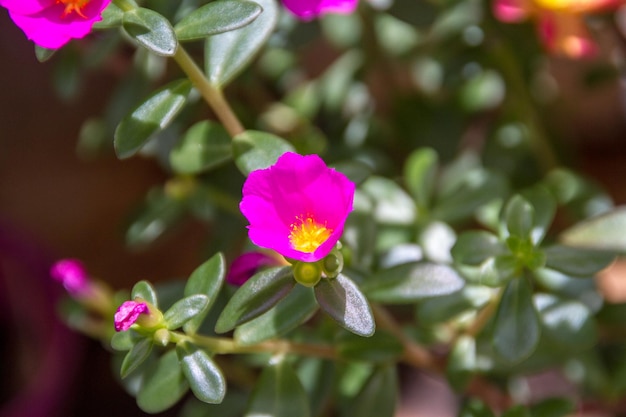 Foto jardín con flores conocidas a las once horas (portulaca grandiflora) en río de janeiro - brasil.