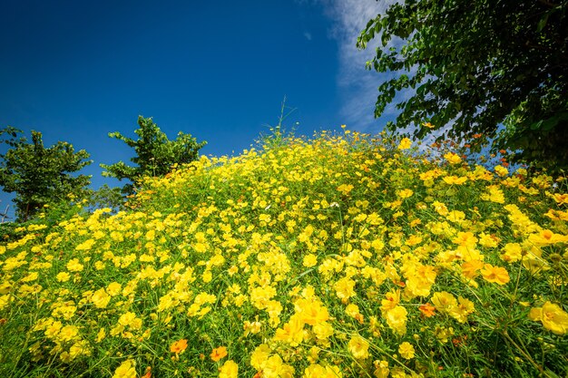 Jardín de flores cosmos en bule sky