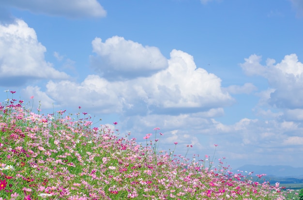 Jardín de flores de cosmos rosa y blanco