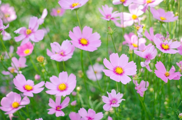 Jardín de flores de cosmos rosa y blanco