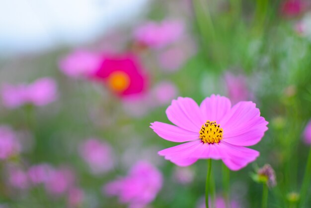 Jardín de flores de cosmos rosa y blanco