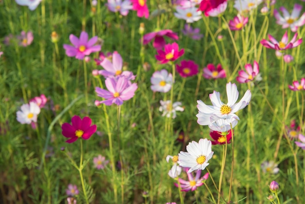 Jardín de flores cosmos rosa y rojo y enfoque suave