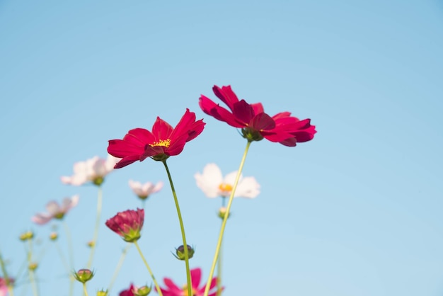 Jardín de flores cosmos rosa y rojo y enfoque suave