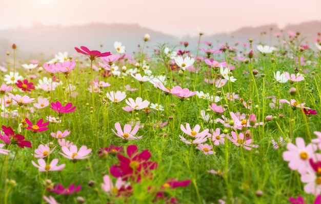 Jardín de flores del cosmos en tiempo de mañana.