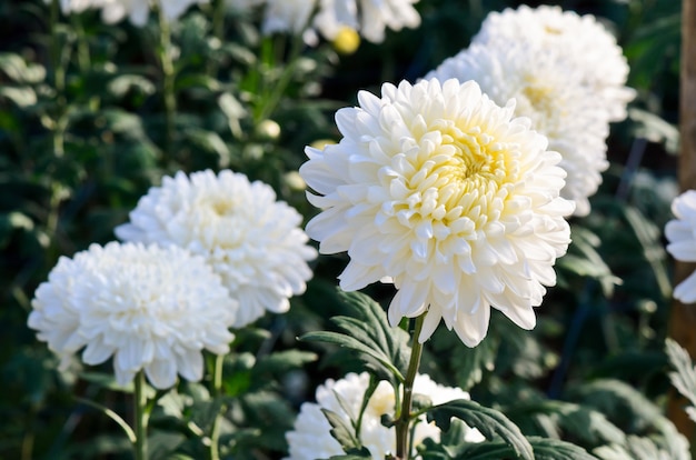 Jardín de flores de Crisantemo blanco Morifolium en la montaña Doi Inthanon en la provincia de Chiang Mai de Tailandia.