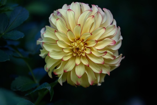 Jardín de flores dalia otoñohermosa flor de dalia en el jardín