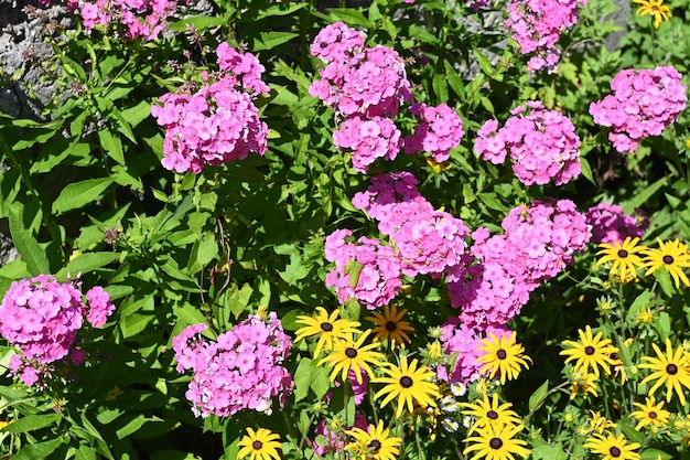 En el jardín, entre las flores de la equinácea, florece el flojo rosa anual.