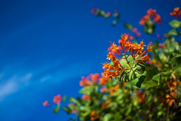 Jardín de flores en flor en primavera en un cielo azul con fondo de sol