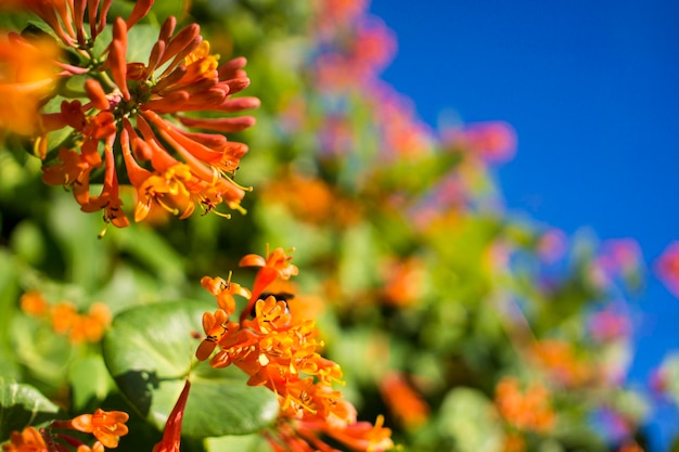 Jardín de flores en flor en primavera en un cielo azul con fondo de sol