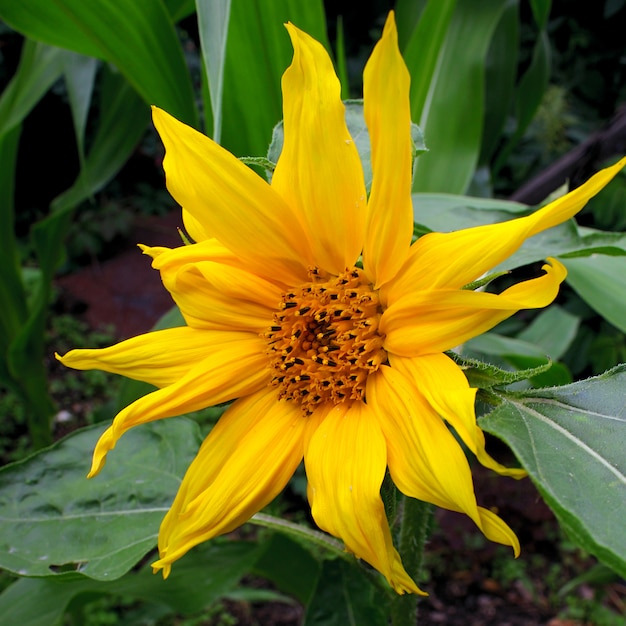 Jardín de flores de girasol