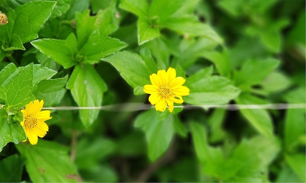 Foto jardín de flores de hojas naturales