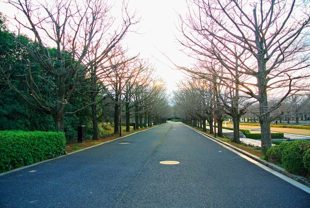 Foto jardín de flores en japón