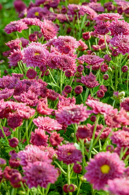 Jardín de flores magenta Chrysanthemum Morifolium en la montaña Doi Inthanon en la provincia de Chiang Mai de Tailandia.