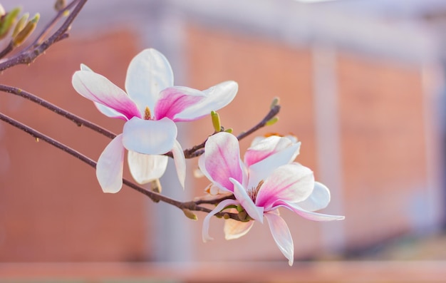 Jardín de flores de magnolia con flores de primavera