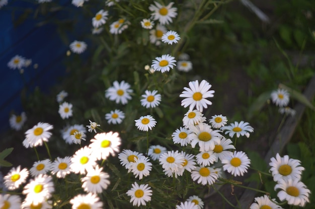 Jardín de flores de manzanilla hermosa blanca