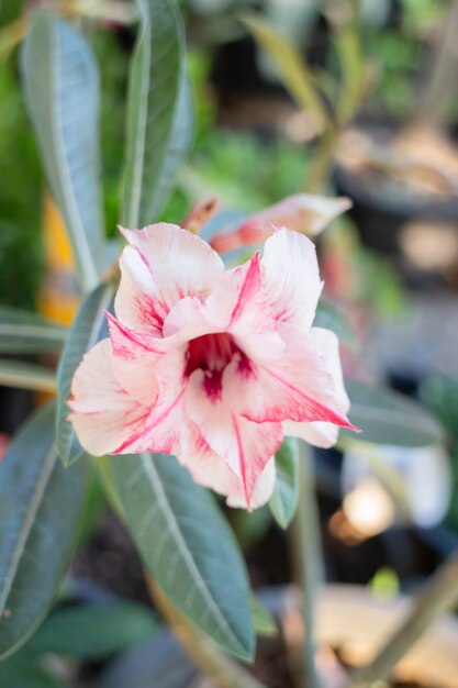 Jardín de flores mínimo en casa, Stock Photo