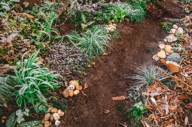 Jardín de flores otoñales con colorido ambiente otoñal Sendero en el jardín